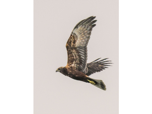 東方澤鵟率先登場！茄萣濕地迎來候鳥季開場，秋冬賞鳥熱潮正式啟動