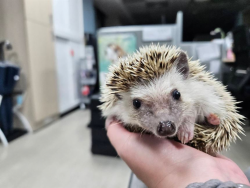 懂牠再養牠，用愛陪牠一輩子，2/2國際刺蝟日暖心提醒：別讓可愛成為走失的開始