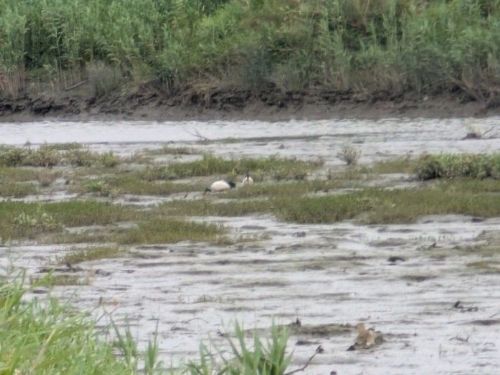 守護城市生態的溫柔力量：臺北市率先完成埃及聖䴉防治清零里程碑