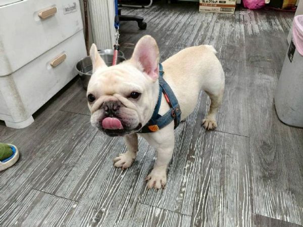 把愛做到最好：新北市犬貓絕育補助開跑，守護毛孩也守護城市