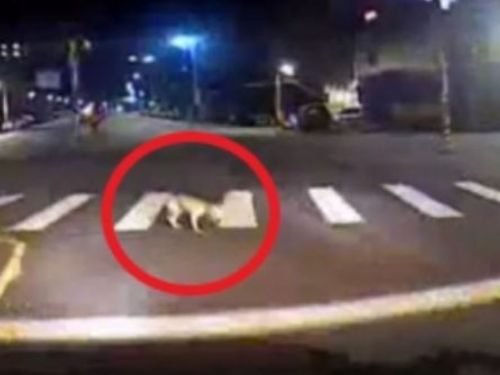 守護生命不該缺席——三峽犬隻事故新北動保啟動司法程序，呼籲駕駛勇於停下來