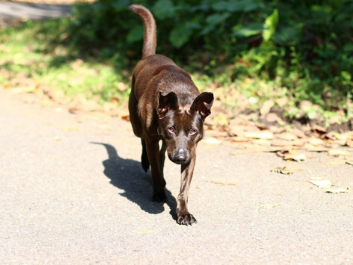 等待多年的撒嬌犬終於找到家，中和動物之家「鐺鐺」迎來幸福新生活