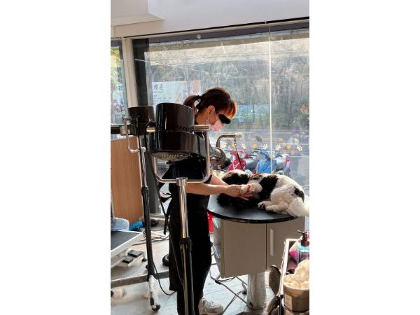 寵物美容更安心！北市啟動犬貓美容契約查核，守護毛孩與飼主權益