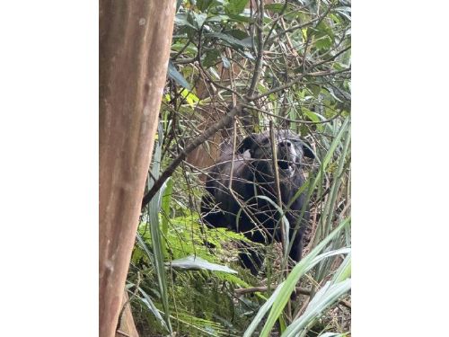 黑犬受困汐止山坡多日終獲救！動保處暖心救援，助毛孩平安回家團聚