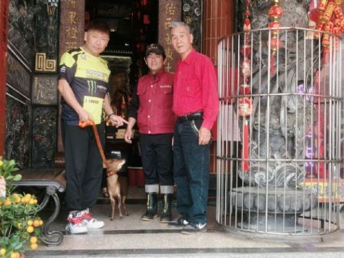 寒流中誤闖廟埕避寒，萬里山羌暖心獲救後平安重返山林