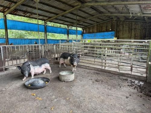 臺南市加強防堵非洲豬瘟！市府啟動小型養豬場全面查核與輔導，守護產業安全與市民食安