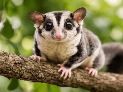新手養蜜袋鼯必看！飼養注意事項與安全照護重點整理
