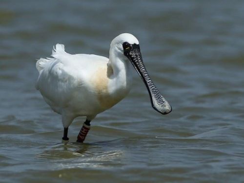 黑面琵鷺華麗報到！茄萣濕地迎接2025候鳥季的感動首演