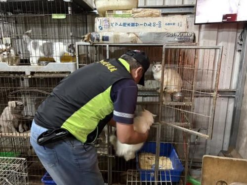 七股非法犬貓繁殖場遭查獲，90隻毛孩成功獲救，將安排健康照護與認養