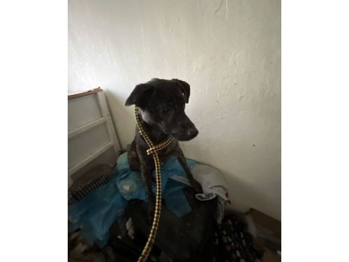 守護毛孩不缺席！動保處緊急救援信義區斷電住宅，5隻犬貓平安獲救、生命跡象穩定