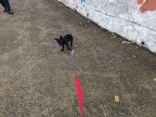 用耐心換來信任的尾巴！五股動物之家以溫柔訓練陪伴收容犬找回安全感