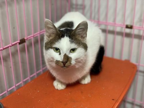 守住毛孩的安全底線：北市動保處即刻介入，受虐犬貓重獲照顧與希望