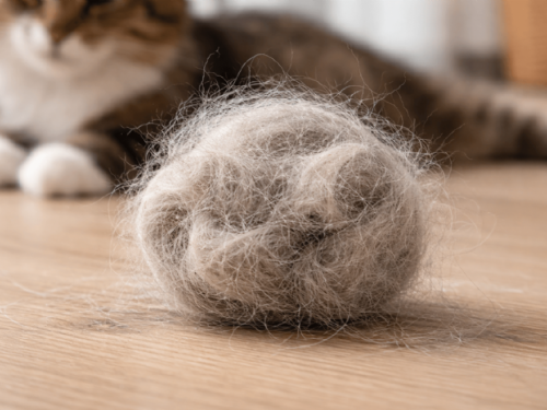 貓咪體內毛球怎麼來？影響、迷思與照護重點全解析
