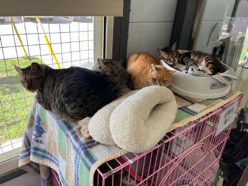 寒流不怕冷！臺北市動物之家暖心升級防寒照護，認養還送新衣迎新年