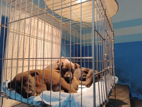 寒冬也要暖呼呼！苗栗動保教育園區啟動「冬季加強照護」243隻毛孩安心過冬、邀你把幸福帶回家