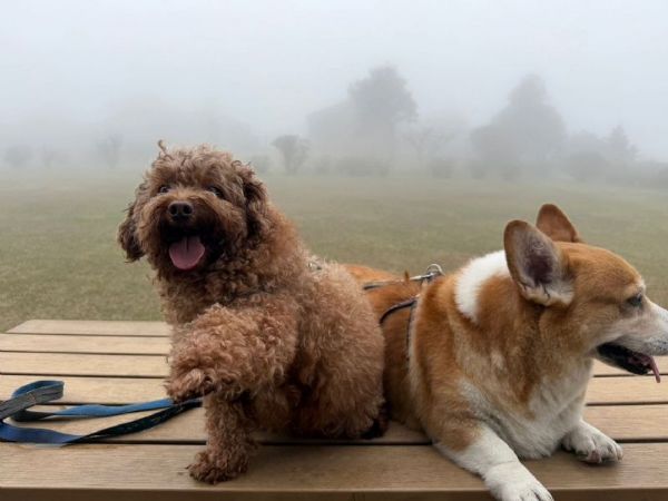 新春安心指南｜新北 111 家動物醫院春節持續服務，陪毛寶貝健康過好年