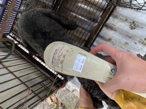 苗栗動防所嚴查犬舍不當行為，守護毛孩幸福與動物福祉