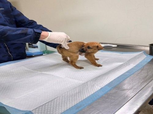 從毛孩便便看健康，苗栗動保園區提醒留意犬隻腸胃警訊