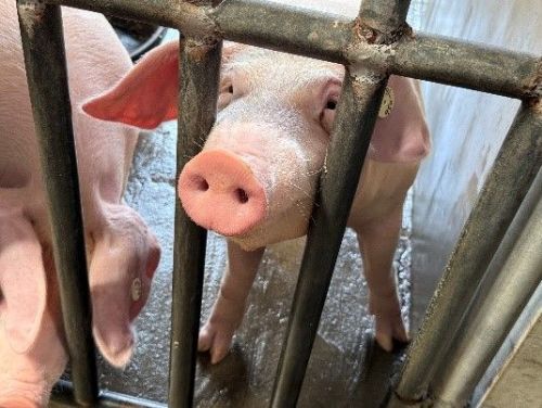 苗栗縣啟動115年度實驗動物機構查核，以專業管理守護動物福祉與科研品質