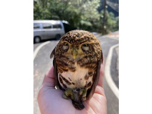 貝殼廟旁驚見「迷你憤怒鳥」停車頂！新北暖心救援鵂鶹，順利重返山林