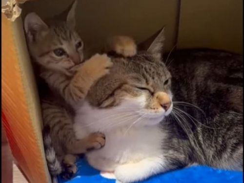 新北動保暖心救援！水溝受困小貓脫險重獲新生，民眾與救援員攜手上演生命奇蹟