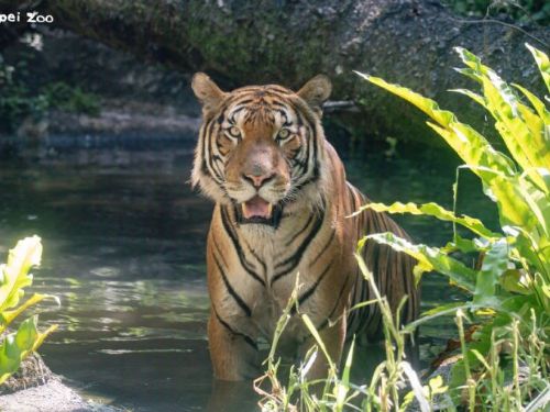 馬來虎新星「Arhaa」溫柔登場！臺北市立動物園攜手新加坡共創瀕危物種保育新篇章