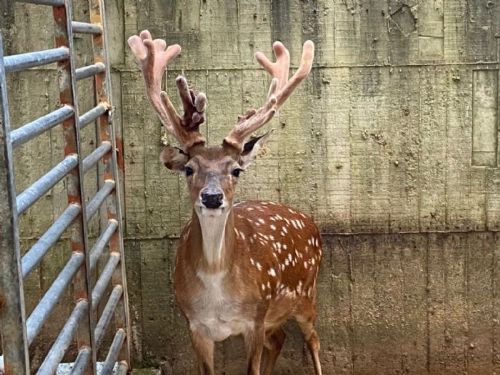 五股「野山養鹿場」全鹿通過TB檢驗！新北動保處守護健康鹿群，讓國產鹿茸更安心