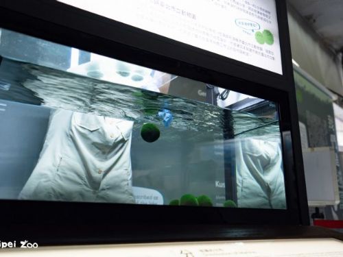 台北 × 釧路的自然友誼再綻放──毬藻翻滾登場、丹頂鶴優雅迎賓