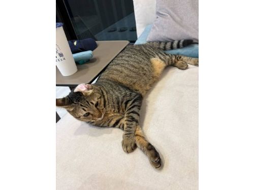 「浪愛滿屋」溫暖加乘！北市攜手店家助毛孩找家，虎斑貓帝寶與里美幸福啟航