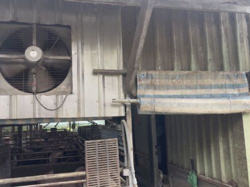 夏季防蠅大作戰！新北動保處攜手畜牧場打造安心飼養環境，守護家畜健康成長
