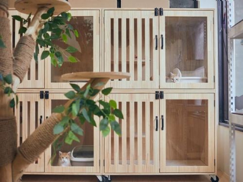 幸福喵星人報到！2月22日「幸福貓之日」走進猴硐，用愛與規範一起守護貓村日常