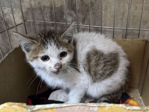 地下車庫的心形奇蹟！小虎斑貓重獲新生，在新北找到幸福歸宿