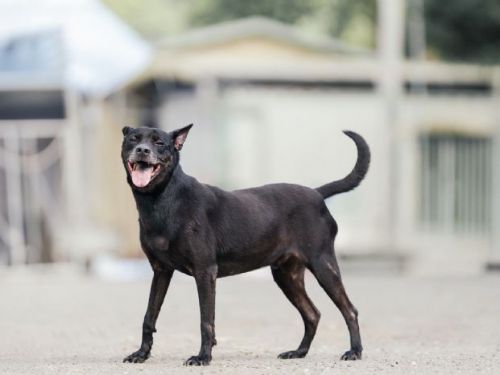 認養讓幸福加倍！新北調查：97％飼主因毛孩更快樂，陪伴成為最溫暖日常