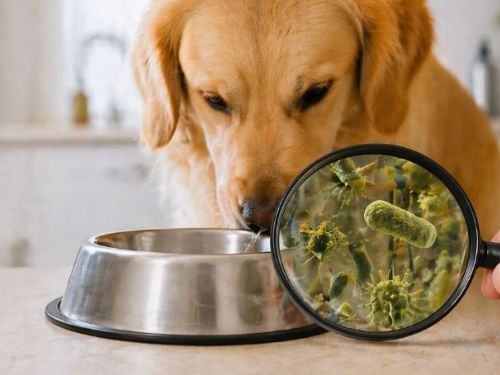 你家毛孩的碗真的乾淨嗎？小心碗碟成為細菌溫床
