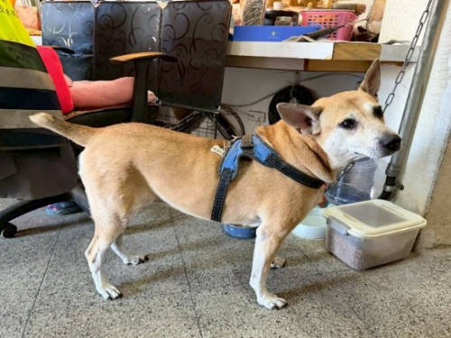 笑容找回來！校園犬妞妞的療癒之路，專家攜手守護牠的身心健康