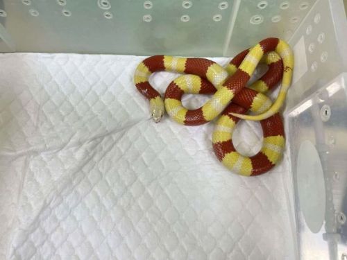 炎熱天氣讓蛇兒出動！新北推「非犬貓寵物登記」守護蛇寶貝不迷路