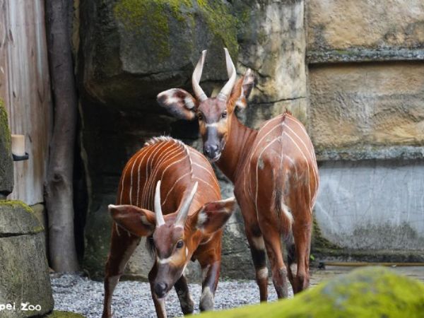 臺北市立動物園111周年園慶｜「野性再現 Devoting to Rewilding」系列活動熱鬧登場