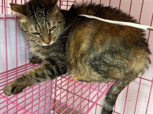 新北動物之家暖心發明！動保員自製照護神器，守護流浪毛孩更安全