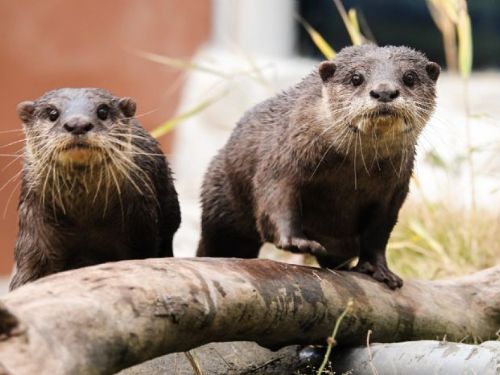 臺北動水獺南漂記！小爪水獺元旦起在頑皮世界開心亮相