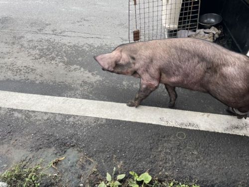 守護生命，也守護行車安全，八里快速道路豬隻驚魂記，一次警醒人心的動物運輸教育課