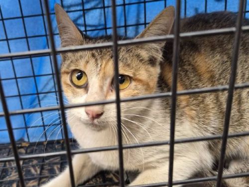 受困深桶的小三花平安獲救，從驚魂脫困到幸福認養，迎向溫暖新生活