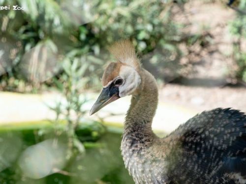 鶴園新生寶寶報到！不同種「冠鶴家族」攜手養育的溫馨物語