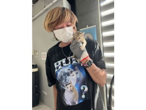 八里工廠上演溫馨救援！受困牆縫小貓成功脫困，老闆娘感動收編成家人