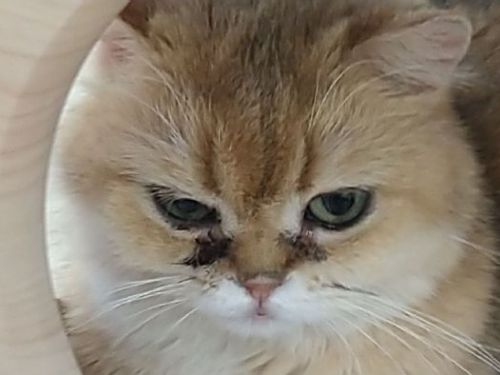 新春迎新生命前先停一秒：理性選擇、用愛承諾，讓毛孩安心回家