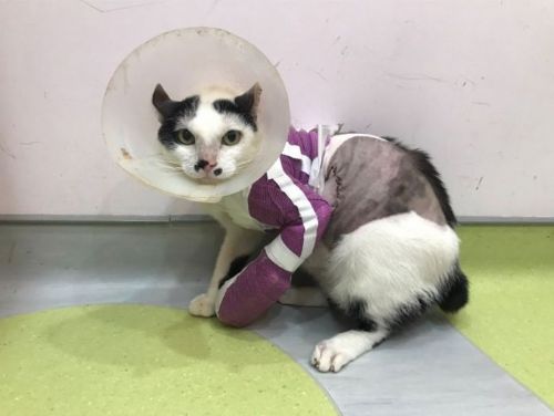 一雙被救回的前腳，一段重新出發的生命——新北動保攜手專業獸醫，自體皮瓣手術讓浪貓「小五郎」重拾希望