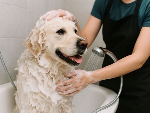 寵物多久洗一次澡？健康、乾淨又舒適的洗澡建議
