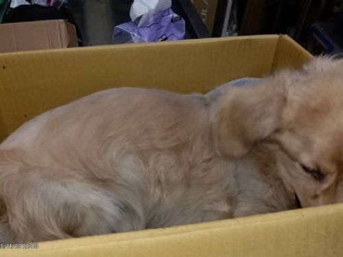 守護牠的一生不是選項，而是責任──新莊犬隻墜樓事件給所有飼主的溫柔提醒