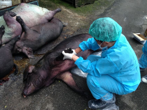 致敬防疫最前線的守護者！新北1/6獸醫師節感謝特約獸醫團隊，默默守住畜牧安全防線