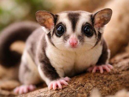 蜜袋鼯新手飼養全攻略：環境、飲食、互動一次搞懂