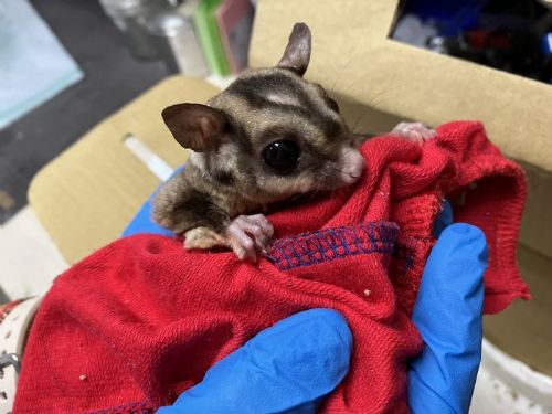 把溫柔變成制度——臺北市動保政策三年進化，打造動物與人共好的幸福城市